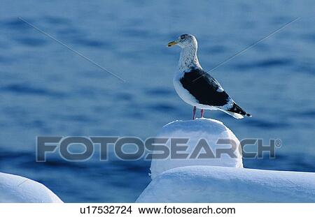 Picture - wild, animal, daytime, outdoor, nature, bird. Fotosearch
