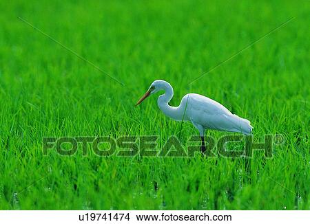 wild, animal, daytime, outdoor, nature, bird View Large Photo Image Picture - wild, animal, daytime, outdoor, nature, bird. Fotosearch