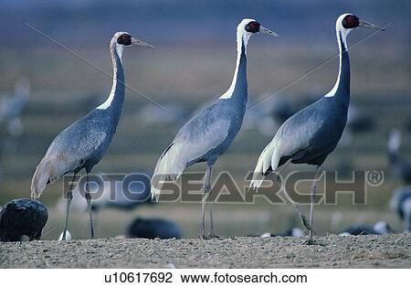 wild, animal, daytime, outdoor, nature, bird View Large Photo Image Stock Image - wild, animal, daytime, outdoor, nature, bird. Fotosearch