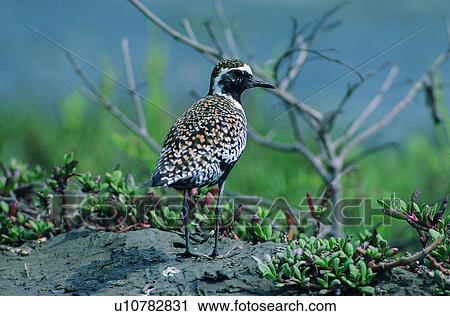 wild, animal, daytime, outdoor, nature, bird View Large Photo Image Stock Image - wild, animal, daytime, outdoor, nature, bird. Fotosearch