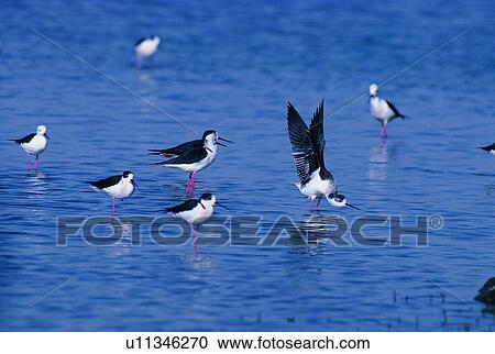 wild, animal, daytime, outdoor, nature, bird View Large Photo Image Stock Image - wild, animal, daytime, outdoor, nature, bird. Fotosearch