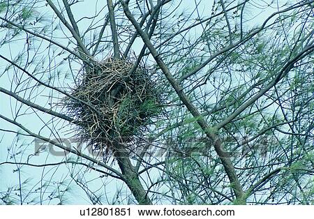 Stock Image - wild, animal, daytime, outdoor, nature, bird. Fotosearch
