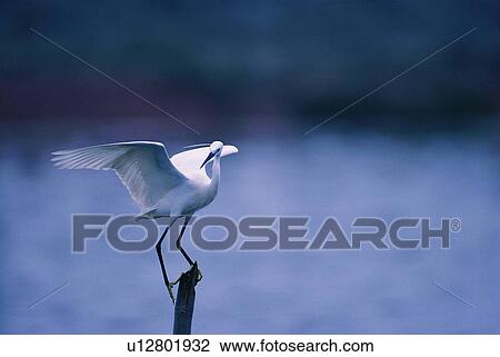 wild, animal, daytime, outdoor, nature, bird View Large Photo Image Stock Image - wild, animal, daytime, outdoor, nature, bird. Fotosearch
