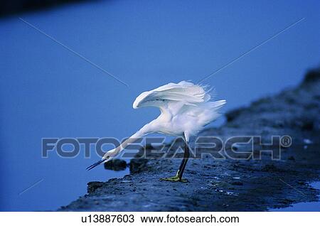 wild, animal, daytime, outdoor, nature, bird View Large Photo Image Stock Image - wild, animal, daytime, outdoor, nature, bird. Fotosearch
