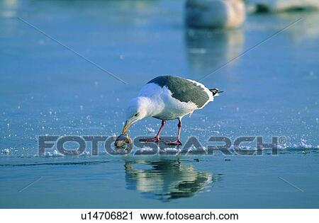 Stock Image - wild, animal, daytime, outdoor, nature, bird. Fotosearch