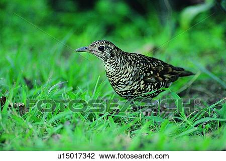 wild, animal, daytime, outdoor, nature, bird View Large Photo Image Stock Image - wild, animal, daytime, outdoor, nature, bird. Fotosearch