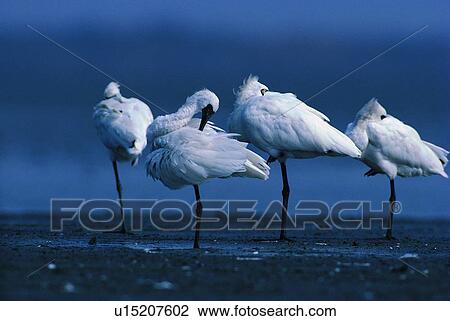 Stock Image - wild, animal, daytime, outdoor, nature, bird. Fotosearch