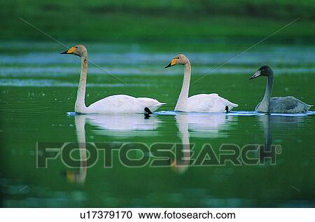 Stock Image - wild, animal, daytime, outdoor, nature, bird. Fotosearch