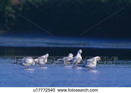 Stock Image - wild, animal, daytime, outdoor, nature, bird. Fotosearch