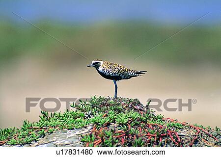 Stock Image - wild, animal, daytime, outdoor, nature, bird. Fotosearch