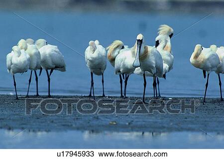 Stock Image - wild, animal, daytime, outdoor, nature, bird. Fotosearch