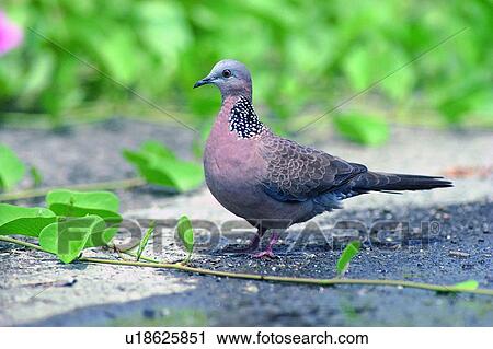 wild, animal, daytime, outdoor, nature, bird View Large Photo Image Stock Image - wild, animal, daytime, outdoor, nature, bird. Fotosearch