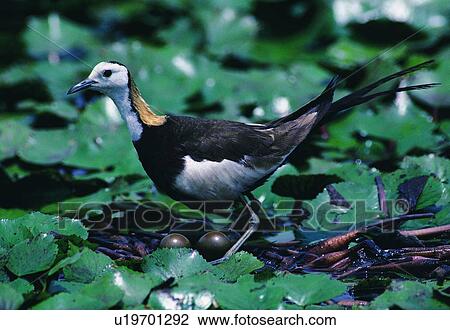 Stock Image - wild, animal, daytime, outdoor, nature, bird. Fotosearch