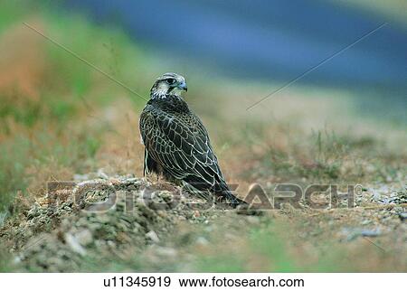 wild, animal, daytime, outdoor, nature, bird View Large Photo Image Stock Photo - wild, animal, daytime, outdoor, nature, bird. Fotosearch