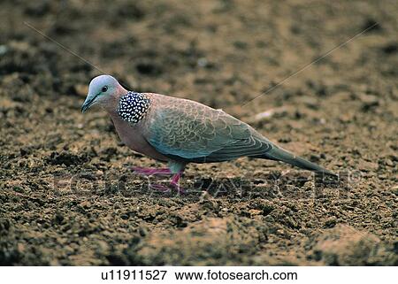 wild, animal, daytime, outdoor, nature, bird View Large Photo Image Stock Photo - wild, animal, daytime, outdoor, nature, bird. Fotosearch