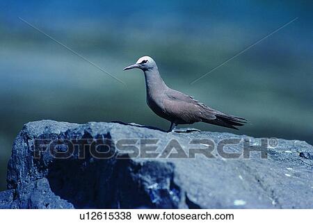 Stock Photo - wild, animal, daytime, outdoor, nature, bird. Fotosearch