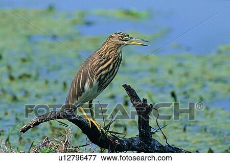 Stock Photo - wild, animal, daytime, outdoor, nature, bird. Fotosearch