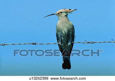 wild, animal, daytime, outdoor, nature, bird View Large Photo Image Stock Photo - wild, animal, daytime, outdoor, nature, bird. Fotosearch