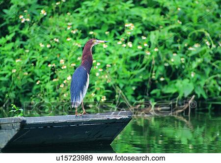 Stock Photo - wild, animal, daytime, outdoor, nature, bird. Fotosearch
