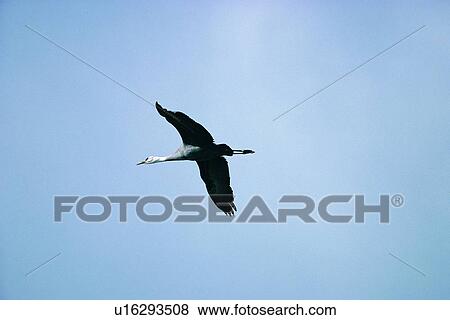 Stock Photo - wild, animal, daytime, outdoor, nature, bird. Fotosearch
