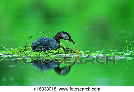 Stock Photo - wild, animal, daytime, outdoor, nature, bird. Fotosearch