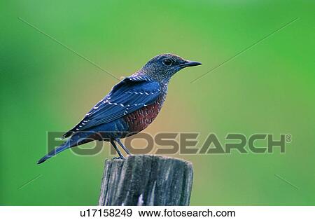 Stock Photo - wild, animal, daytime, outdoor, nature, bird. Fotosearch