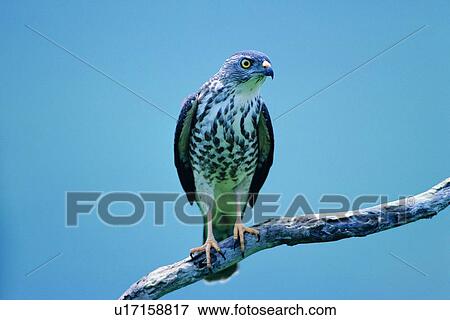 Stock Photo - wild, animal, daytime, outdoor, nature, bird. Fotosearch