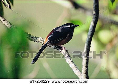 Stock Photo - wild, animal, daytime, outdoor, nature, bird. Fotosearch