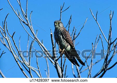 wild, animal, daytime, outdoor, nature, bird View Large Photo Image Stock Photo - wild, animal, daytime, outdoor, nature, bird. Fotosearch