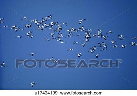 wild, animal, daytime, outdoor, nature, bird View Large Photo Image Stock Photo - wild, animal, daytime, outdoor, nature, bird. Fotosearch