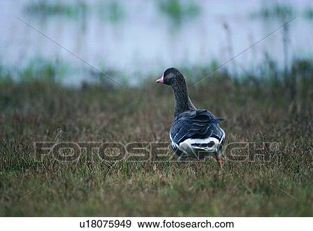 Stock Photo - wild, animal, daytime, outdoor, nature, bird. Fotosearch