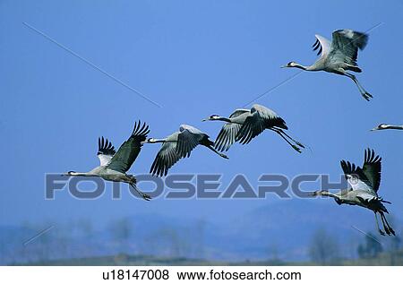 Stock Photo - wild, animal, daytime, outdoor, nature, bird. Fotosearch