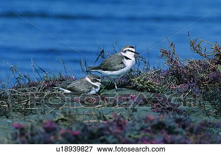 wild, animal, daytime, outdoor, nature, bird View Large Photo Image Stock Photo - wild, animal, daytime, outdoor, nature, bird. Fotosearch