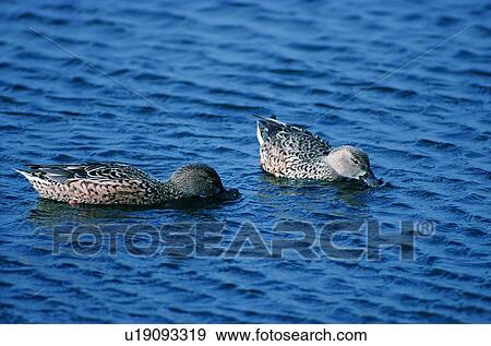 Stock Photo - wild, animal, daytime, outdoor, nature, bird. Fotosearch