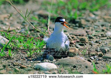 wild, animal, daytime, outdoor, nature, bird View Large Photo Image Stock Photo - wild, animal, daytime, outdoor, nature, bird. Fotosearch