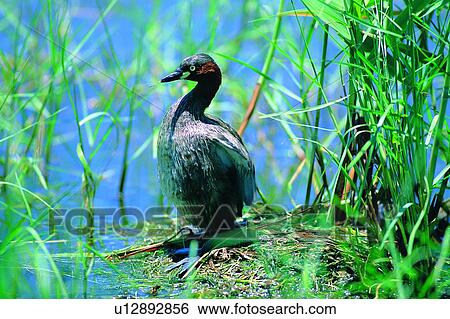 wild, animal, daytime, outdoor, nature, bird View Large Photo Image Stock Photograph - wild, animal, daytime, outdoor, nature, bird. Fotosearch