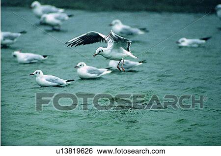 wild, animal, daytime, outdoor, nature, bird View Large Photo Image Stock Photograph - wild, animal, daytime, outdoor, nature, bird. Fotosearch