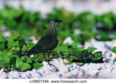 wild, animal, daytime, outdoor, nature, bird View Large Photo Image Stock Photograph - wild, animal, daytime, outdoor, nature, bird. Fotosearch