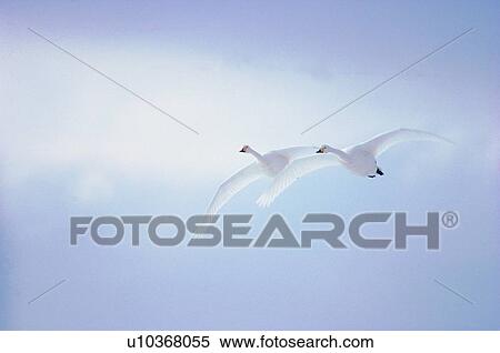 Stock Photography - wild, animal, daytime, outdoor, nature, bird. Fotosearch