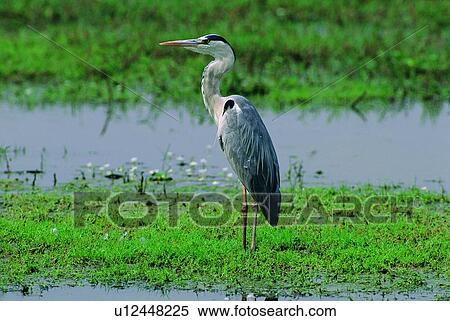wild, animal, daytime, outdoor, nature, bird View Large Photo Image Stock Photography - wild, animal, daytime, outdoor, nature, bird. Fotosearch