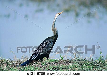 Stock Photography - wild, animal, daytime, outdoor, nature, bird. Fotosearch