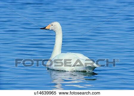 wild, animal, daytime, outdoor, nature, bird View Large Photo Image Stock Photography - wild, animal, daytime, outdoor, nature, bird. Fotosearch