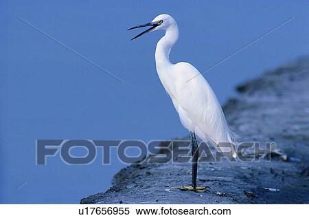 Stock Photography - wild, animal, daytime, outdoor, nature, bird. Fotosearch