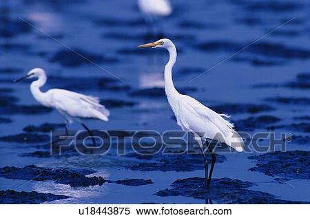 wild, animal, daytime, outdoor, nature, bird View Large Photo Image Stock Photography - wild, animal, daytime, outdoor, nature, bird. Fotosearch