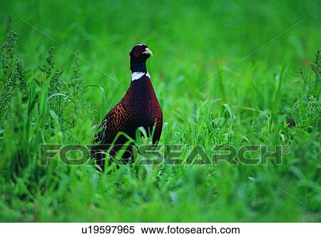 Stock Photography - wild, animal, daytime, outdoor, nature, bird. Fotosearch