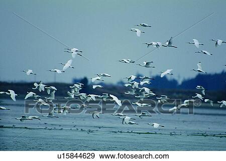 wild, animal, river, outdoor, nature, daytime View Large Photo Image Stock Photo - wild, animal, river, outdoor, nature, daytime. Fotosearch