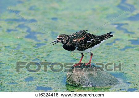 wild, bird, nature, daytime, shadow, animal, sun light View Large Photo Image Stock Photograph - wild, bird, nature, daytime, shadow, animal, sun light. Fotosearch