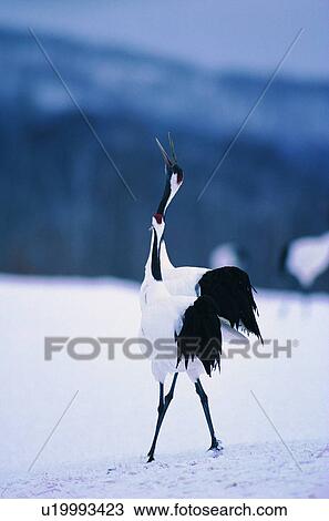 wild, bird, nature, forest, snow, daytime, animal View Large Photo Image Stock Image - wild, bird, nature, forest, snow, daytime, animal. Fotosearch