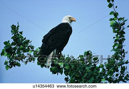 Stock Image - wild, daytime, leaf, eagle, nature, animal, outdoor. Fotosearch