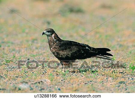 wild, ground, animal, grass, daytime, bird View Large Photo Image Stock Photograph - wild, ground, animal, grass, daytime, bird. Fotosearch